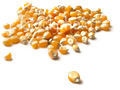 Maize